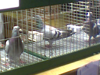 Westfalenstadion, Bild: WDR